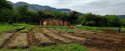 Raised Beds